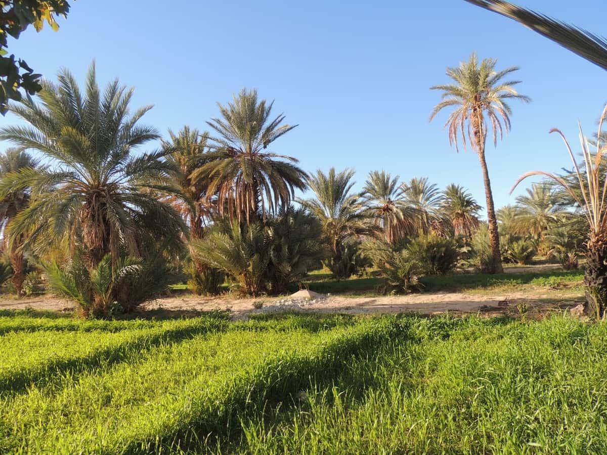 Sols de la palmeraie