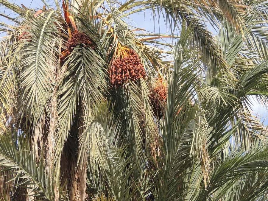 Régimes de dattes sur les palmiers