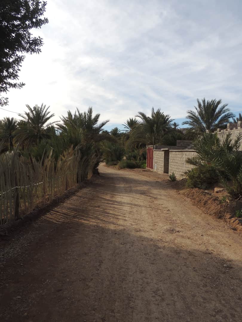 Chemin dans la palmeraie